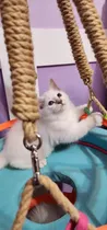Comprar Gatitos Ragdoll Solo Hembra !