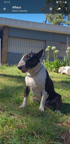 Cachorros Bull Terrier Con Excelente Pedigree