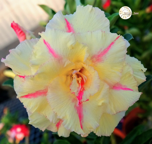 60 Sementes Rosas Do Deserto E Raras P Mudas Frete Gratis