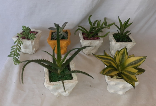 Minicactus Y Suculentas