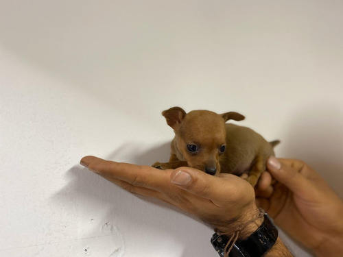 Imagen 2 de 5 de Perro Pincher Marron Mascotas Rionegro Medellín Bogota