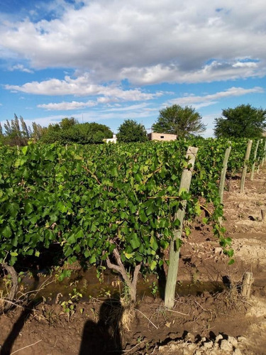 Imagen 19 de 19 de Finca 13 Ha En Cañada Seca - San Rafael