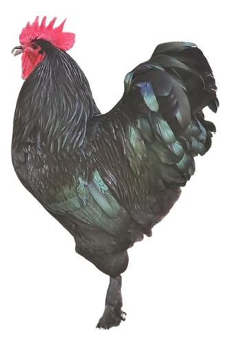 Croad Langshan Importados 12 Ovos Ferteis Cemani Brasil