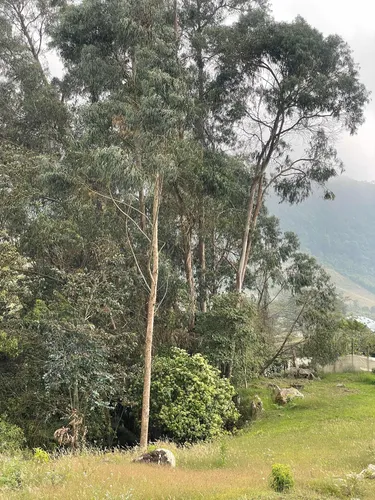 Vendo O Permuto Finca En Fusagasuga Vereda Guchipas