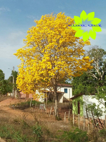 Muda De Ipê Amarelo Uma Das Árvore Mais Bonita Do Brasil | Parcelamento sem  juros