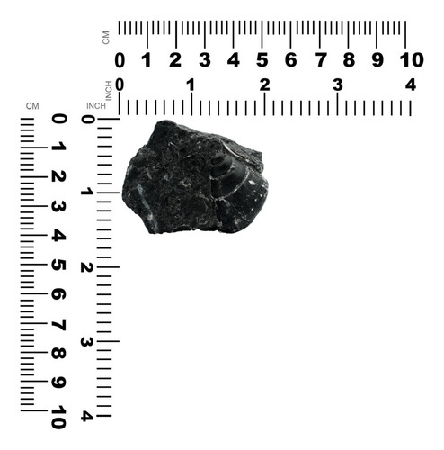 Muestra De Concha De Mar Fósil 45 Gramos - 1 Pieza