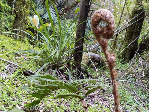 Linda Parcela Con Bosque Nativo, Sector Chabelita.