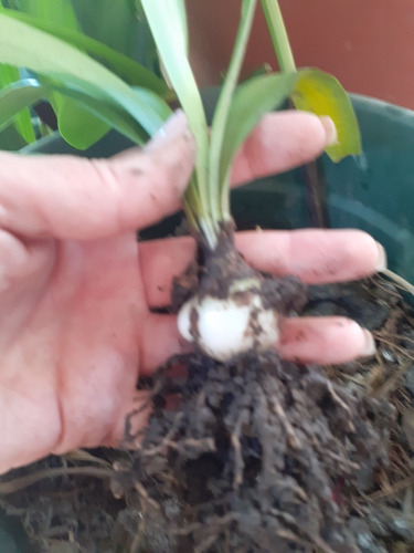 Lote De 3 Bulbos De Hippeastrum Petiolatum O Azucena (Usado)