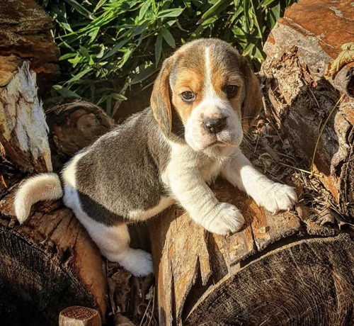 Cachorros Beagle Tricolor 100% Puros
