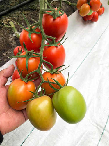 Semillas Martínez / Tomate Indeterminado / Sicilia / 1m
