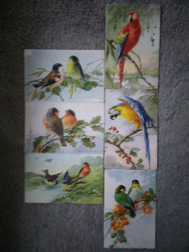 6 Postales Aves, Impresas En Suiza, Editorial Stehli