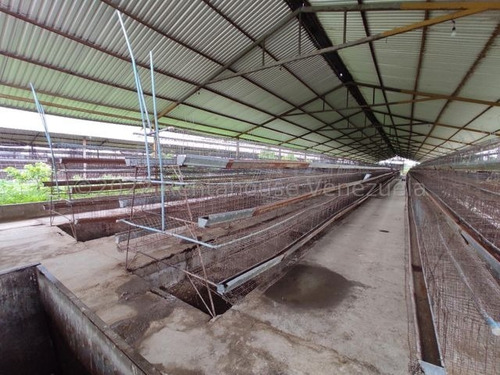 Imagen 14 de 23 de En Venta Amplio Terreno Con Granja Agricola Ubicado En La Estratégica Av Los Aviadores 23-8117 Ejc