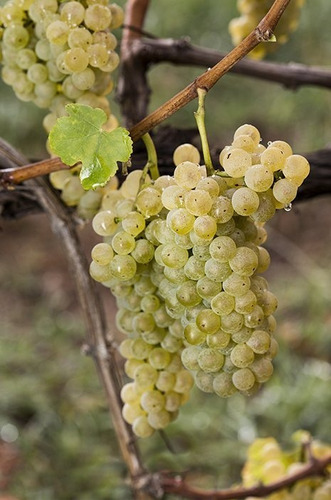 Vino Blanco Albariño Pazo San Mauro 750 Ml