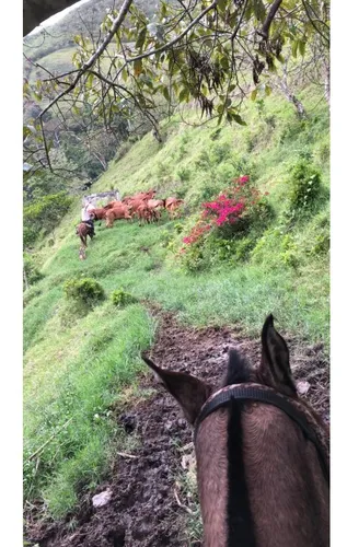 Se Vende Finca Naranjal - Roldanillo