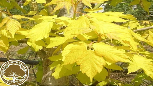 Arce Americano ( Arbol ) Arce Negundo 1.70m Unicos Maples 