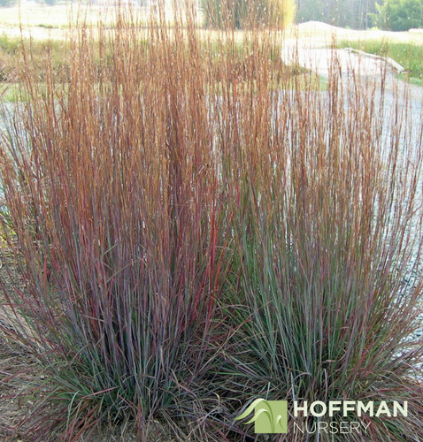 Imagem 9 de 9 de Sementes Grama Azul Little Bluestem Schizachyrium Scoparium