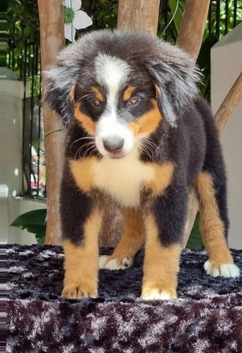 Perro Bernes De La Montaña Cachorro Mascotas Medellín