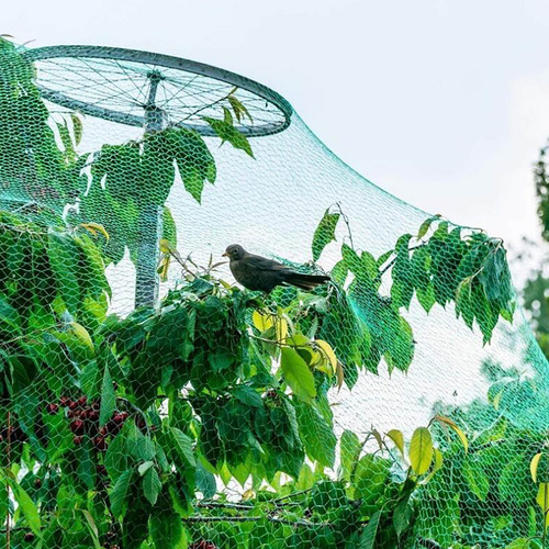 La Red Verde Para Pájaros Protege Las Plantas, Árboles Fruta