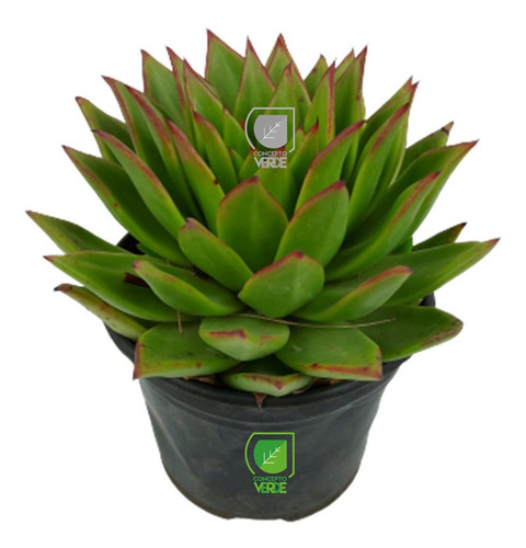 Imagen 1 de 6 de Planta Echeveria Agavoide