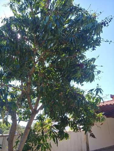 Linda Chácara , Com Muita Área Verde Em Torno Do Local, Facilidade De Acesso Ao Centro Comercial Da Cidade. - Ch00389 - 68127130