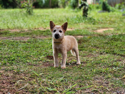 Australian Cattle Dog - Fêmea - Cães De Trabalho