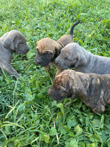 Cachorros Filas Brasileños