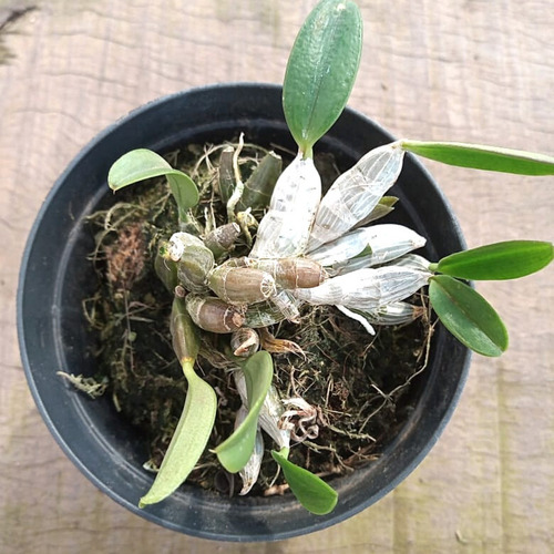 Orquídea Dendrobium Lindleyi (aggregatum) - Adulta Sem Flor | Parcelamento  sem juros