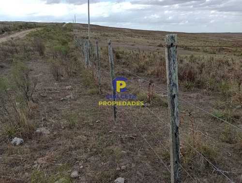 223 Hectáreas En Treinta Y Tres, Se Financia