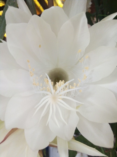 Imagen 3 de 10 de Esqueje Sin Raíz 30cm- Epiphyllum Oxypetallum Reyna De Noche