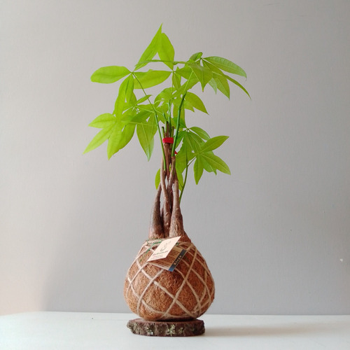 Imagen 3 de 3 de Pachira Acuática O Árbol Del Dinero En Kokedama