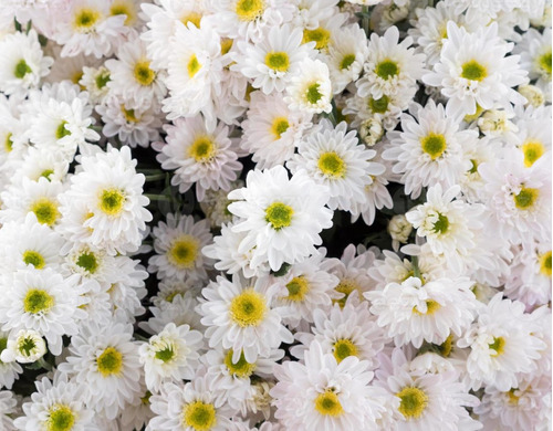 Semillas De Crisantemo Blanco Bellos Jardines