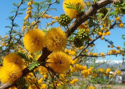 Espinillo (vachellia Caven) - Árbol Nativo