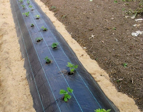 Imagen 9 de 10 de Ground Cover O Malla Antimaleza 2m Ancho X 100m Largo