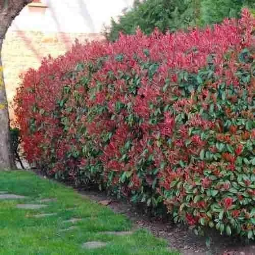 Eugenia Myrtifolia Arbusto Para Cerco E10 Mercado Libre