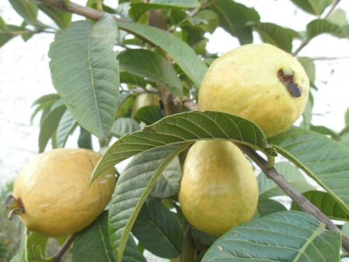 Hojas Frescas De Guayaba (100gr)