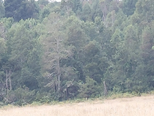 Espectacular Campo De 200 Hectareas En Loncoche