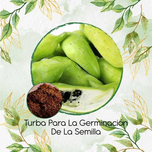 Turba Canadiense Especial Para Semillas De Pepino Relleno