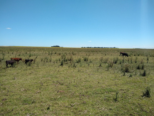 Imagen 21 de 30 de Latorre Prop Vende Campo De 34 Hectareas En Cobo