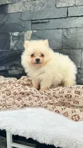 Comprar Pomerania 1 Hembra 2 Machitos Ojo Azul Vip Garantizados 1 Hembra 2 Machos Abril
