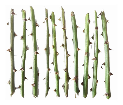 Kit 20 Estacas Ora Pro Nobis 20 - 30cm - Pereskia Aculeata