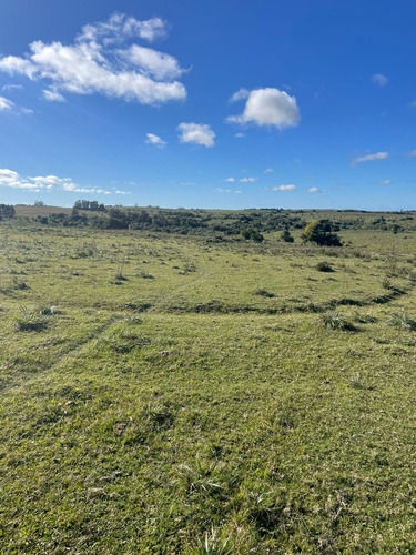 Campo De 11 Hectáreas Dividido En 5 Potreros Excelente Para Ganaderia En Rocha