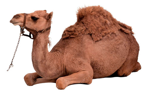 Vinilo 40x60cm Camello Solo Fondo Blanco Joroba