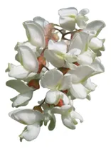 Comprar Robinia, Falsa Acacia, Acacia Blanca, Acacia Ejemplar