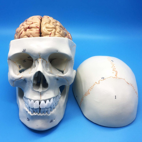 Modelo Anatomico Calavera Cerebro Humano Anatomicamente Real