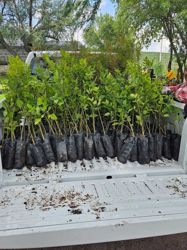 Terreno En Venta En Amealco
