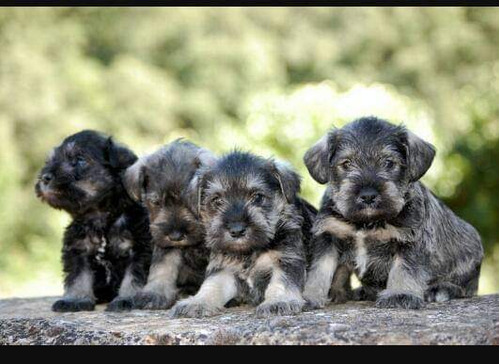 Schnauzer Miniatura Sal Pimienta 