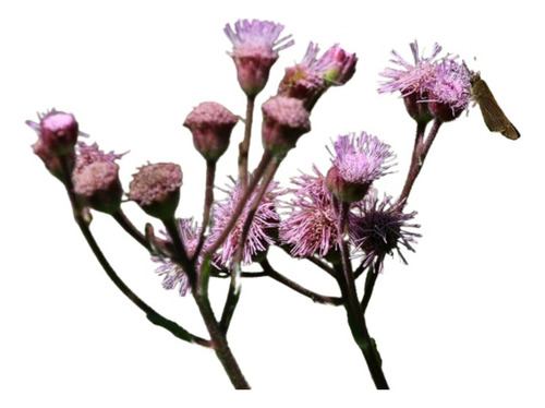 Teyú Caá (campuloclinium Macrocephalum) Herbácea Nativa - Cn