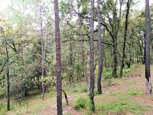 Imagen 9 de 12 de Terreno Huasca De Ocampo 2500 M2 Junto A Cabañas Pinochueco