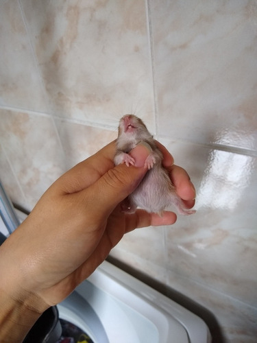 Filhotes De Hamster Sírio