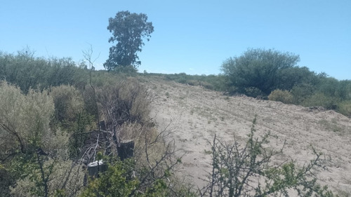 Imagen 7 de 28 de Vendo/permuto Finca Apto Todo Destino (viña, Cultivos Grales Y Ademas Cannabis Medicinal) O Loteo Club De Campo -alto Del Algarrobal-san Rafael -mendoza Sobre Rn 146 Km 376.1